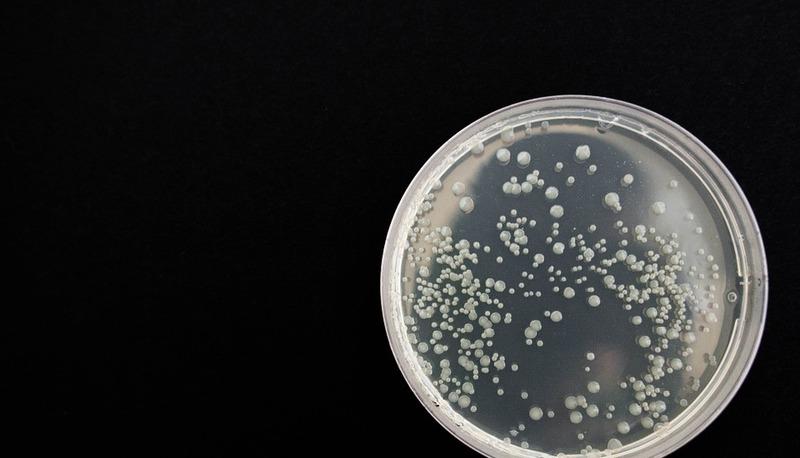 Differenze tra mitosi e meiosi e le loro implicazioni genetiche articolo