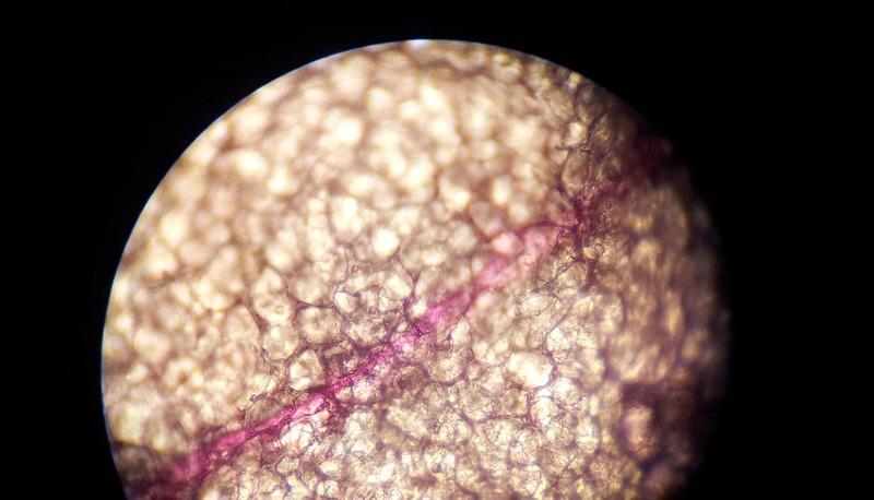 Struttura cellulare e classificazione degli organismi viventi articolo