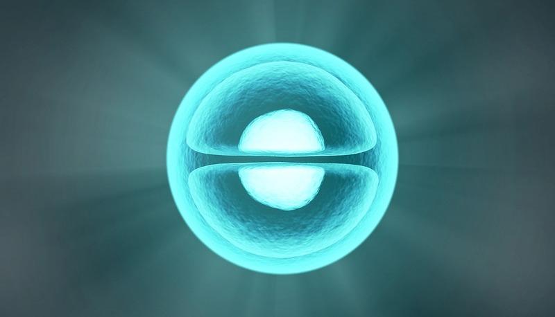 Descrizione dettagliata delle cellule eucariote e delle loro componenti articolo