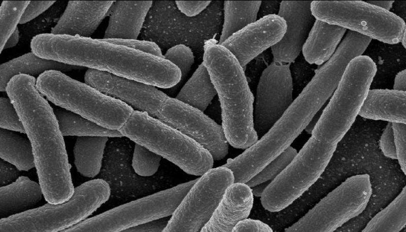 Protisti: malattie nell'uomo causate dai protisti articolo