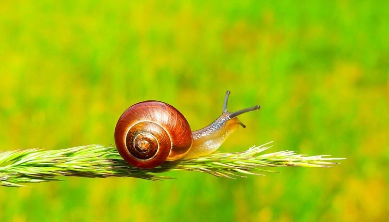Descrizione dettagliata delle caratteristiche e classificazione dei molluschi articolo