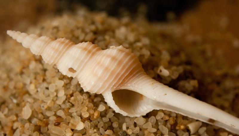 Descrizione dettagliata di organismi unicellulari e pluricellulari acquatici articolo