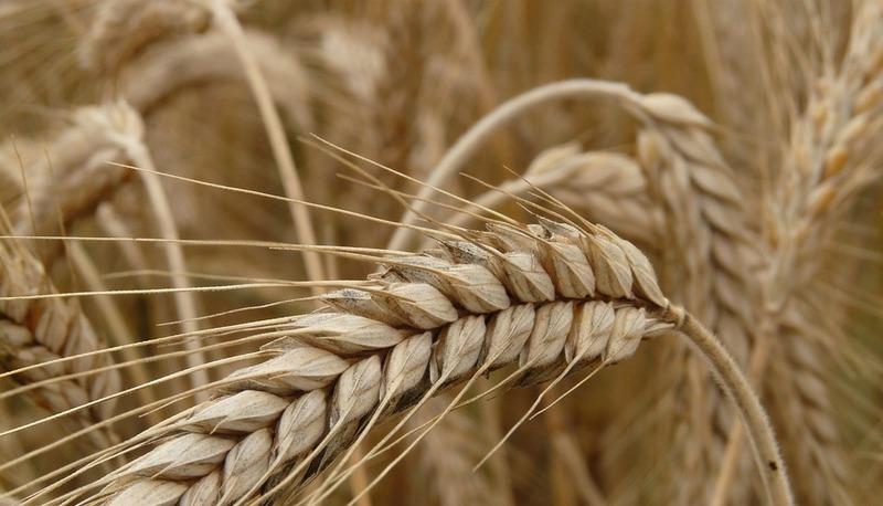 Caratteristiche, ciclo e coltivazione del frumento: una guida completa articolo