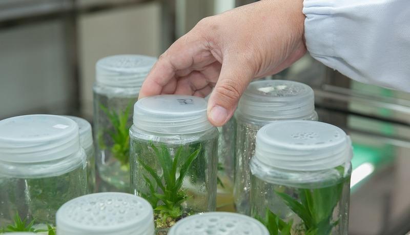 Innovazioni biotecnologiche: dall'agricoltura alla medicina avanzata articolo