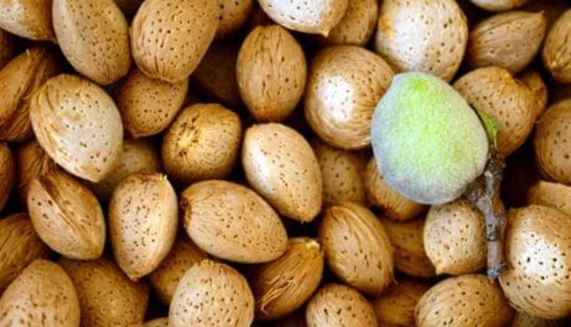 Struttura, funzioni e classificazione delle proteine e degli amminoacidi articolo