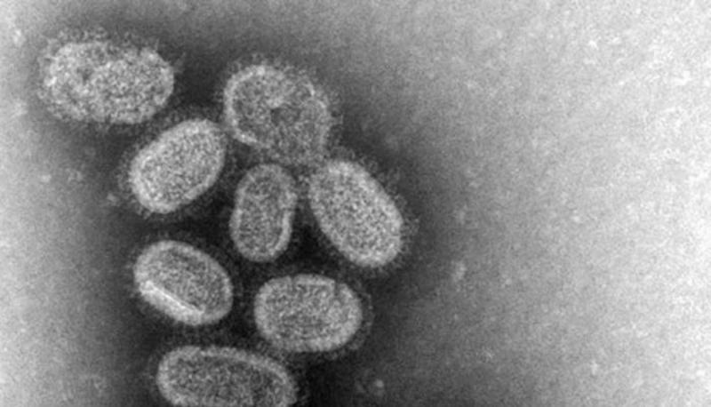 Virus dell'aviaria articolo