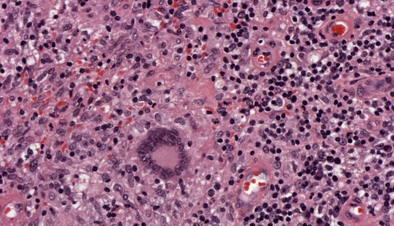 Funzioni e struttura delle membrane cellulari: un'analisi dettagliata articolo