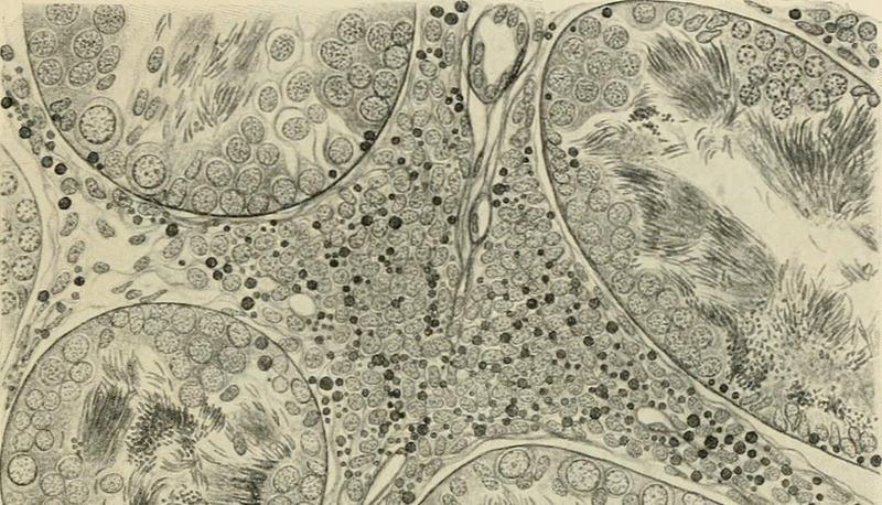 Ruolo e funzionamento dei lisosomi nelle cellule articolo