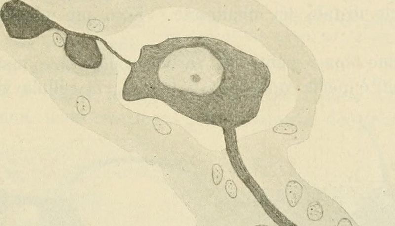 Il complesso di Golgi: struttura, funzioni e modelli operativi articolo