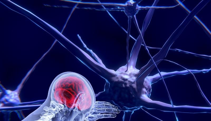 Sinapsi, desmosomi e giunzioni aderenti. articolo