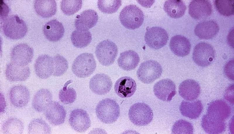 Meccanismi della divisione cellulare: dall'anello contrattile agli ioni Ca++ articolo