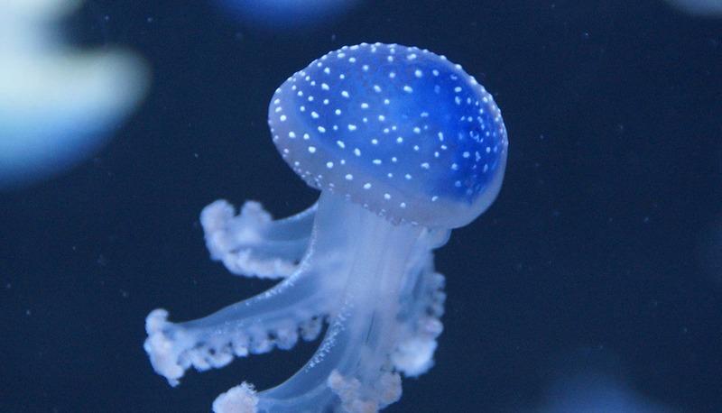 Caratteristiche, struttura e riproduzione degli organismi del phylum articolo