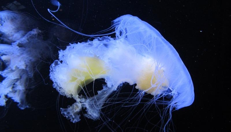 Descrizione dettagliata delle classi del phylum Cnidaria articolo