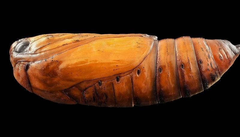 Adattamenti evolutivi e cicli vitali dei parassiti umani articolo