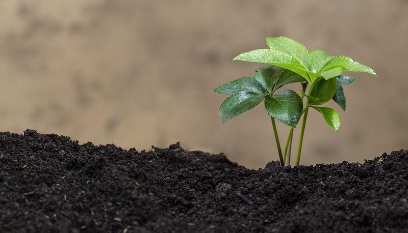 L'impatto umano sull'ambiente e la crisi delle foreste italiane articolo