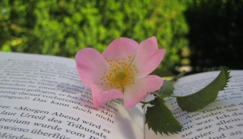 Riflessioni di un poeta tra cipressi e ricordi d'infanzia articolo