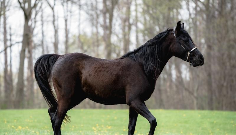 Tesina Sul Cavallo Con Collegamenti Interdisciplinari Alle Varie Materie