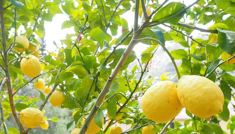 Limoni, Montale - Descrizione e analisi poesia articolo