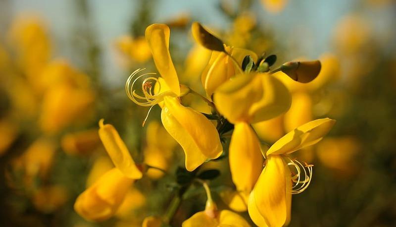 Giacomo Leopardi: analisi e commento de “La Ginestra” o fiore del deserto articolo