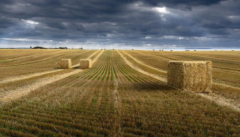 Jeli il pastore: il riassunto, la raccolta e l'autore articolo