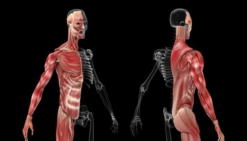 Forza e muscolatura di base articolo