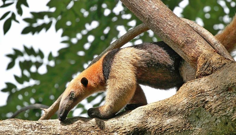 La foresta amazzonica, polmone del mondo articolo