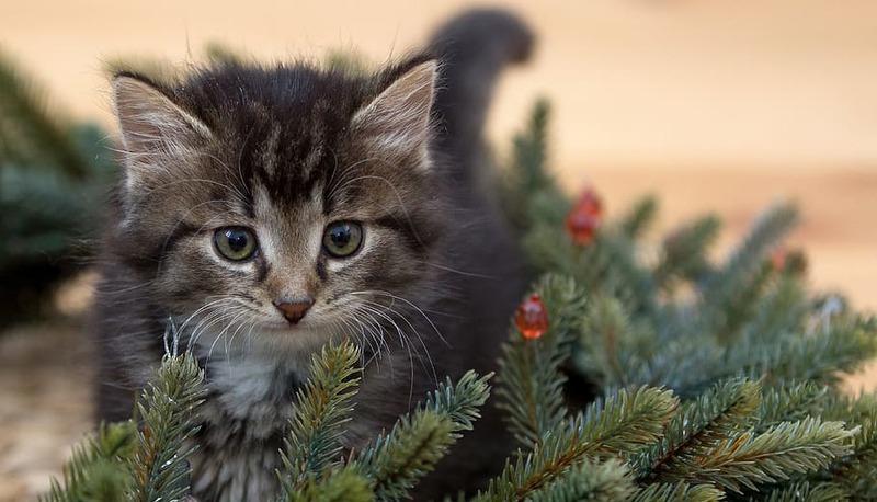 Le leggende di Natale: magia e tradizione articolo