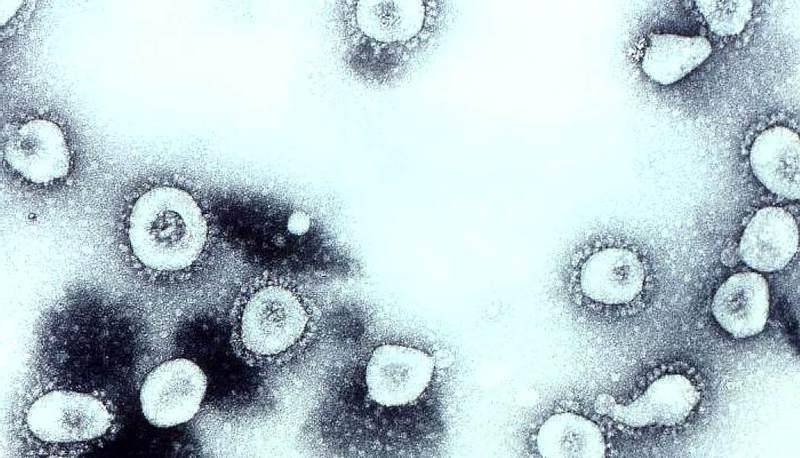 Il DNA: struttura, duplicazione e sintesi proteica spiegata articolo