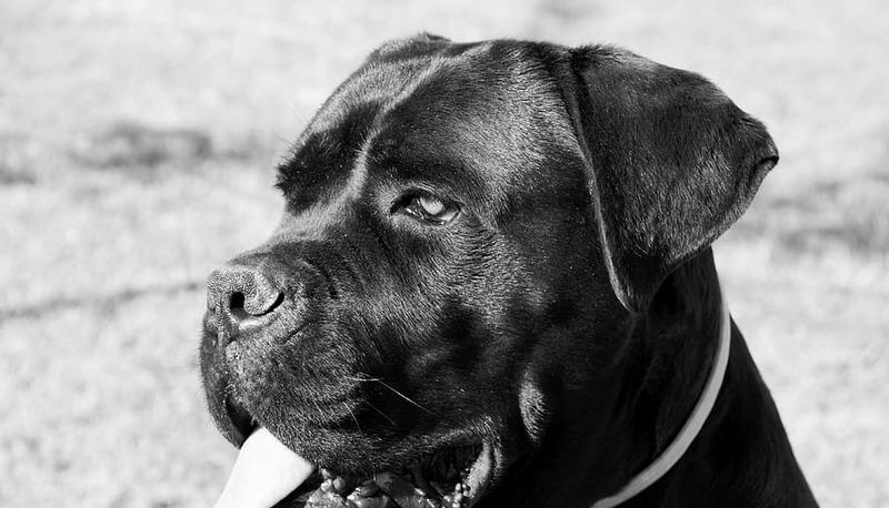 Abbandono degli animali - Temi articolo