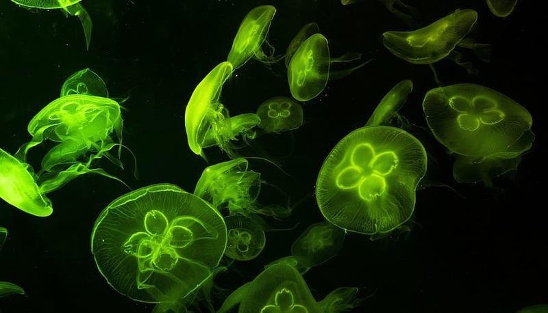 Biologia - Concetti generali articolo