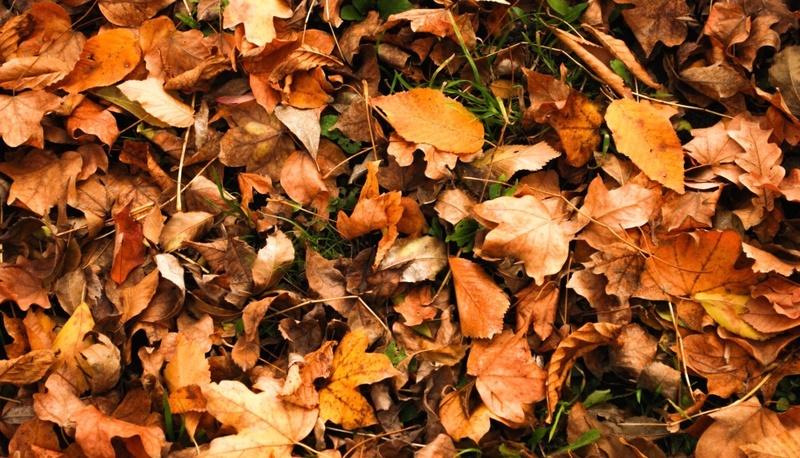 Analisi della poesia "Soldati" di Ungaretti e le sue figure retoriche articolo