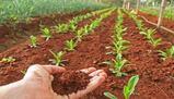 Sbocchi professionali: agraria e veterinaria