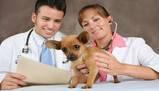 Test Veterinaria 2014: online i risultati