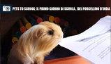 Pets to school, il primo giorno del porcellino