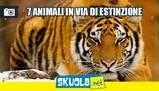 7 animali che tra 50 anni non ci saranno più