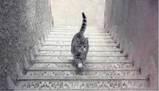 Mistero del gatto: scende o sale? La soluzione è...