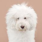 Le trasformazioni più curiose dei cani: PRIMA e DOPO!