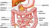 Funzioni e struttura dell'apparato digerente umano