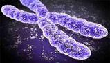 Comprendere i cromosomi: struttura, numero e funzione nelle specie