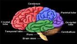Struttura e funzioni dell'encefalo: un viaggio nel cervello umano