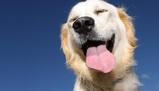 Stress a scuola? Arriva la pet therapy