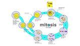 Comprendere la riproduzione: mitosi, meiosi e il ciclo cellulare