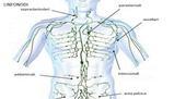 Il sistema linfatico: funzioni, organi e percorso della linfa