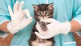 Test Veterinaria 2016 al via, ma passa solo 1 candidato su 8