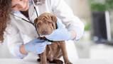 Test Veterinaria 2016: domande, risposte e soluzioni