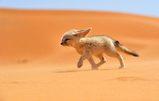15 cuccioli di Animali rarissimi che non hai mai visto