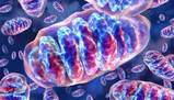 Struttura e funzione delle componenti cellulari eucariotiche