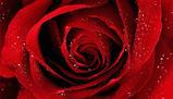L'incontro mitologico tra Venere e Adone e la rosa simbolica