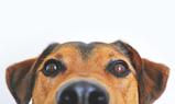 “Esci il cane” o "Siedi il bambino"? Ecco l'ultima fake news sull'Italiano