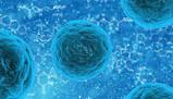 Struttura e funzioni della cellula eucariote e dei suoi organuli